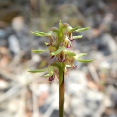 Corunastylis cornuta (Horned Midge Orchid) at Aranda, ACT - 31 Mar 2018 by CathB