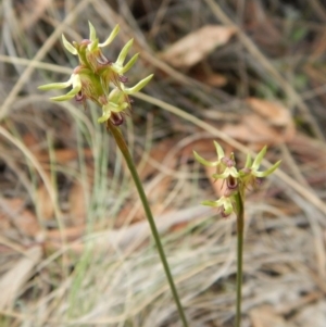 Corunastylis cornuta at Aranda, ACT - 31 Mar 2018