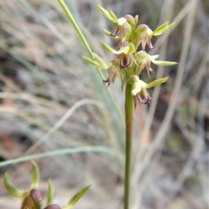 Corunastylis cornuta at Aranda, ACT - 31 Mar 2018