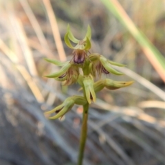 Corunastylis cornuta at Aranda, ACT - 31 Mar 2018