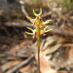 Corunastylis cornuta at Aranda, ACT - 31 Mar 2018