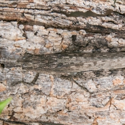 Coryphistes ruricola (Bark-mimicking Grasshopper) at Paddys River, ACT - 6 Feb 2018 by SWishart