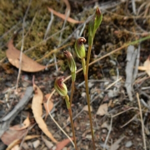 Speculantha rubescens at Aranda, ACT - 31 Mar 2018