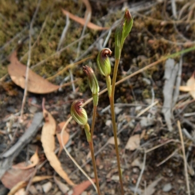 Speculantha rubescens (Blushing Tiny Greenhood) at Aranda, ACT - 31 Mar 2018 by CathB