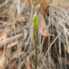 Corunastylis cornuta (Horned Midge Orchid) at Aranda, ACT - 31 Mar 2018 by CathB