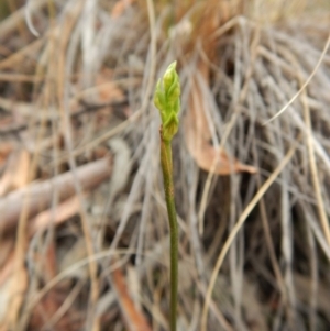 Corunastylis cornuta at Aranda, ACT - suppressed