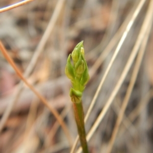 Corunastylis cornuta at Aranda, ACT - suppressed