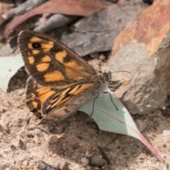 Geitoneura klugii (Marbled Xenica) at Rendezvous Creek, ACT - 6 Feb 2018 by SWishart