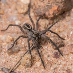 Lycosidae (family) at Rendezvous Creek, ACT - 6 Feb 2018 11:41 AM