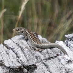 Liopholis whitii (White's Skink) at Rendezvous Creek, ACT - 6 Feb 2018 by SWishart