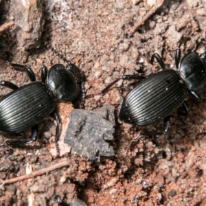 Cardiothorax monarensis at Rendezvous Creek, ACT - 6 Feb 2018 11:57 AM