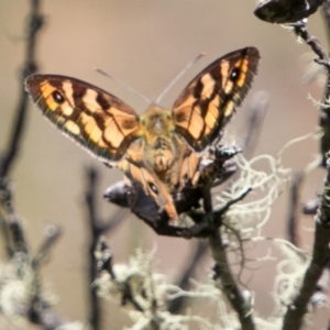 Heteronympha penelope at Rendezvous Creek, ACT - 6 Feb 2018 12:52 PM