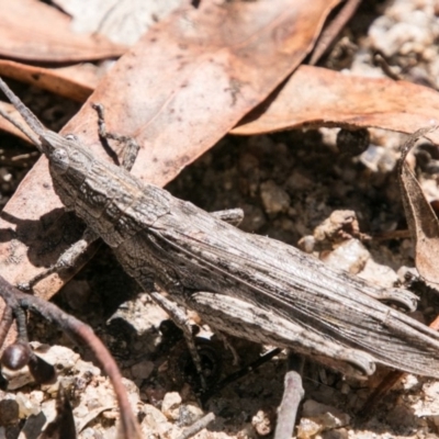 Coryphistes ruricola (Bark-mimicking Grasshopper) at Rendezvous Creek, ACT - 6 Feb 2018 by SWishart