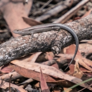 Lampropholis guichenoti at Rendezvous Creek, ACT - 6 Feb 2018