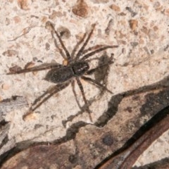Unidentified Other hunting spider at Rendezvous Creek, ACT - 6 Feb 2018 by SWishart