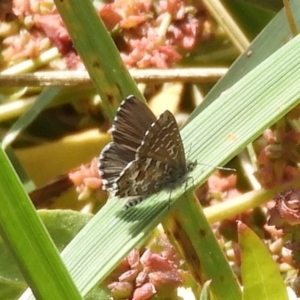 Theclinesthes serpentata at Fyshwick, ACT - 31 Mar 2018 12:25 PM