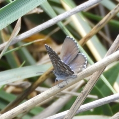 Theclinesthes serpentata at Fyshwick, ACT - 31 Mar 2018 12:25 PM