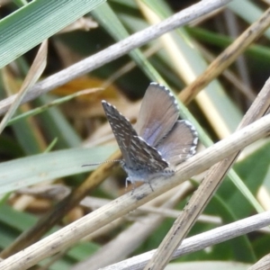Theclinesthes serpentata at Fyshwick, ACT - 31 Mar 2018 12:25 PM