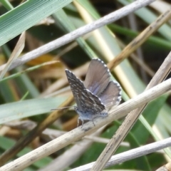 Theclinesthes serpentata at Fyshwick, ACT - 31 Mar 2018 12:25 PM