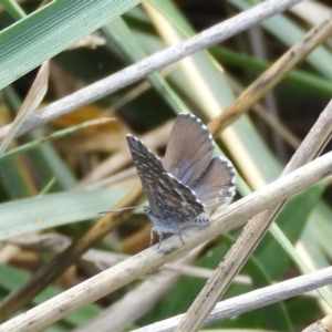 Theclinesthes serpentata at Fyshwick, ACT - 31 Mar 2018 12:25 PM