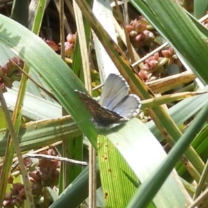 Theclinesthes serpentata at Fyshwick, ACT - 31 Mar 2018