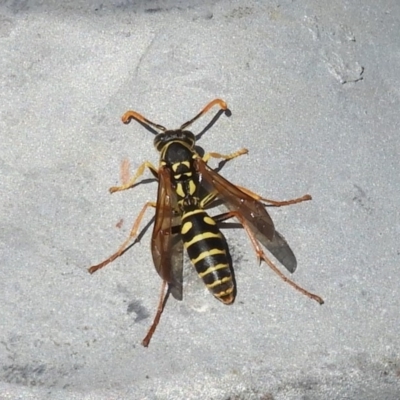 Polistes (Polistes) chinensis (Asian paper wasp) at Fyshwick, ACT - 31 Mar 2018 by Christine