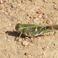 Gastrimargus musicus (Yellow-winged Locust or Grasshopper) at Jerrabomberra Wetlands - 31 Mar 2018 by Christine