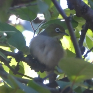 Zosterops lateralis at Flynn, ACT - 27 Mar 2018