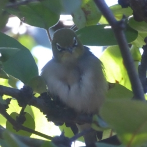 Zosterops lateralis at Flynn, ACT - 27 Mar 2018