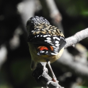 Pardalotus punctatus at Flynn, ACT - 28 Mar 2018