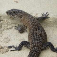 Egernia cunninghami (Cunningham's Skink) at Goulburn Mulwaree Council - 20 Mar 2018 by Christine