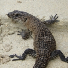 Egernia cunninghami (Cunningham's Skink) at Goulburn, NSW - 20 Mar 2018 by Christine