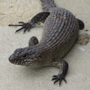 Egernia cunninghami at Goulburn, NSW - 20 Mar 2018 03:43 PM