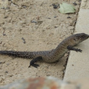 Egernia cunninghami at Goulburn, NSW - 20 Mar 2018