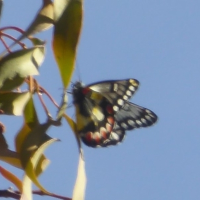 Delias aganippe (Spotted Jezebel) at Mount Majura - 26 Mar 2018 by Christine