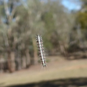 Anestia (genus) at Majura, ACT - 27 Mar 2018 10:39 AM