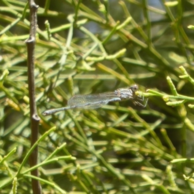 Austrolestes analis (Slender Ringtail) at Majura, ACT - 27 Mar 2018 by Christine