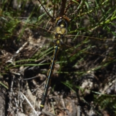 Hemicordulia tau (Tau Emerald) at Mount Majura - 27 Mar 2018 by Christine