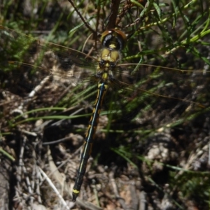 Hemicordulia tau at Canberra Central, ACT - 27 Mar 2018