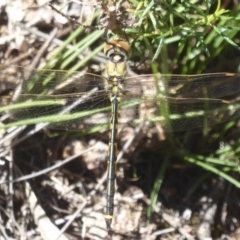 Hemicordulia tau at Canberra Central, ACT - 27 Mar 2018