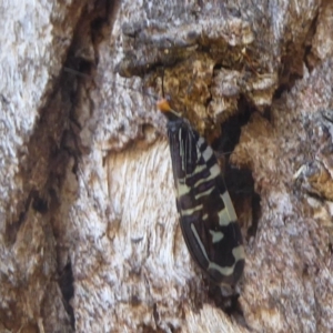 Porismus strigatus at Hackett, ACT - 27 Mar 2018