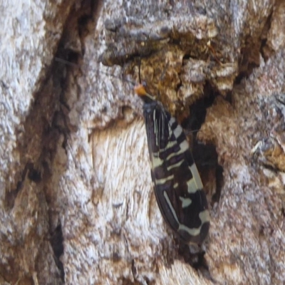 Porismus strigatus (Pied Lacewing) at Mount Majura - 27 Mar 2018 by Christine