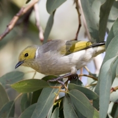 Ptilotula penicillata (White-plumed Honeyeater) at Belconnen, ACT - 31 Mar 2018 by Alison Milton