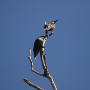 Sturnus vulgaris at Belconnen, ACT - 31 Mar 2018