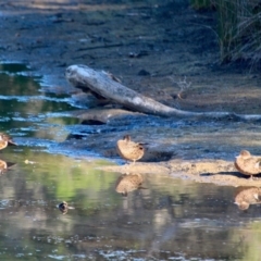Anas castanea (Chestnut Teal) at Eden, NSW - 29 Mar 2018 by RossMannell
