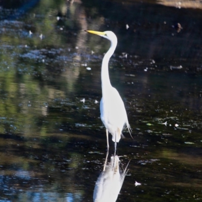 Ardea alba (Great Egret) at Eden, NSW - 28 Mar 2018 by RossMannell