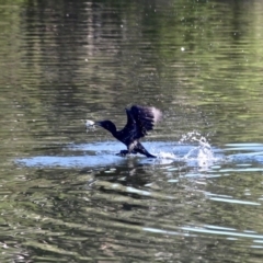 Phalacrocorax sulcirostris (Little Black Cormorant) at Eden, NSW - 28 Mar 2018 by RossMannell