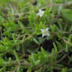 Crassula helmsii (Swamp Stonecrop) at Tennent, ACT - 8 Mar 2018 by MichaelBedingfield