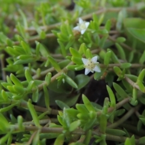 Crassula helmsii at Tennent, ACT - 8 Mar 2018 07:12 PM