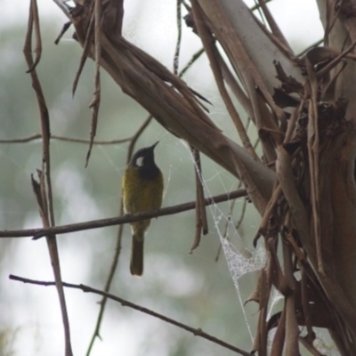 Nesoptilotis leucotis (White-eared Honeyeater) at Cook, ACT - 31 Mar 2018 by Tammy